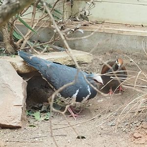 Wonga pigeon (Leucosarcia melanoleuca) and Brush bronzewing (Phaps elegans), 2023-07-22