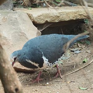 Wonga pigeon (Leucosarcia melanoleuca), 2023-07-22