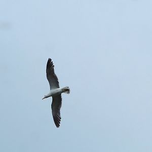Wild European herring gull (Larus argentatus) in flight, 2023-07-22