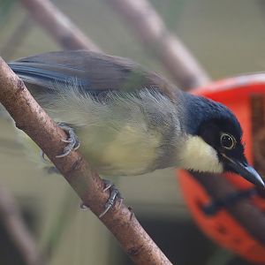 Blue-crowned laughingthrush (Pterorhinus courtoisi), 2023-07-22