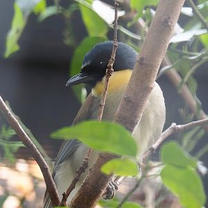 Blue-crowned laughingthrush (Pterorhinus courtoisi), 2023-07-22