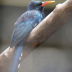 Green woodhoopoe (Phoeniculus purpureus), 2023-07-22
