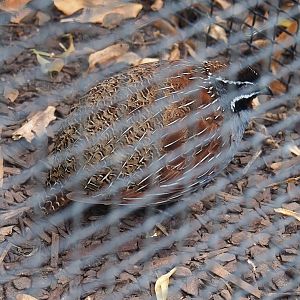 Madagascar partridge (Margaroperdix madagarensis), 2023-07-22