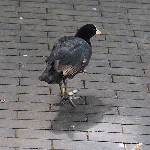 Wild Eurasian coot (Fulica atra), 2023-07-22