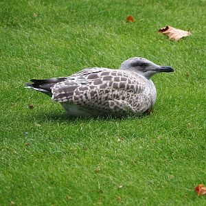 Wild Juvenile European herring gull (Larus argentatus), 2023-07-22