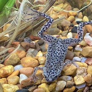 African Dwarf Frog, Species ID and Gender?