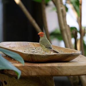 Star finch (Neochmia ruficauda)
