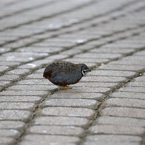 Chinese Painted Quail (Coturnix chinensis)