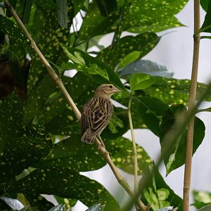 Northern Red Bishop (Euplectes franciscanus)