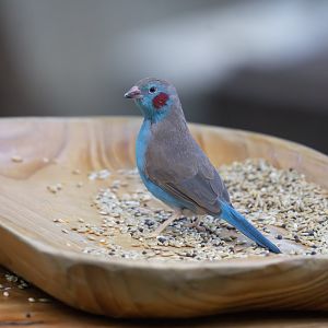 Red-Cheeked Cordon Bleu Finch (Uraeginthus bengalus)