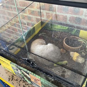 Large Bamboo Rat (Temporary Exhibit)