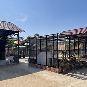 Agile Wallaby Exhibit