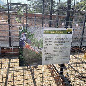 Lady Amherst's Pheasant