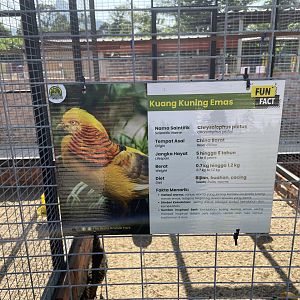 Golden Pheasant (Yellow)