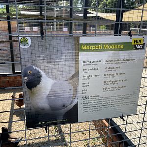 Domestic "Modena" pigeon