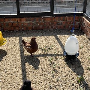 Domestic "Modena" pigeon