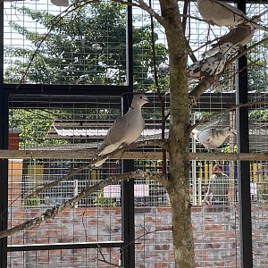 Domestic laughing pigeons?