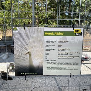 Indian Peafowl (White)