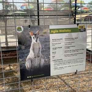 Agile Wallaby