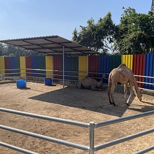 Dromedary