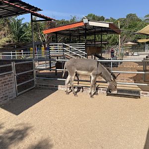 Donkey