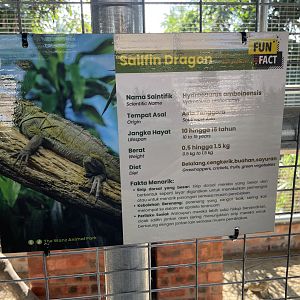 Sailfin Dragon