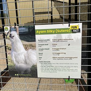 Silky Chicken