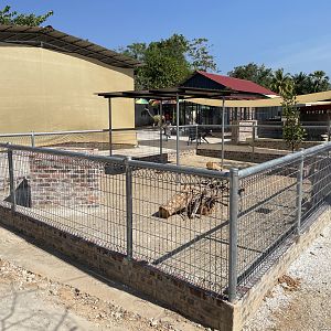 Patagonian Mara Exhibit
