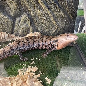 Blue Tongued Skink