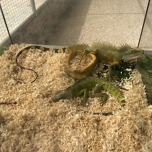 Chinese Water Dragon