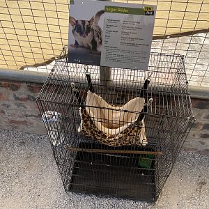 Sugar Glider
