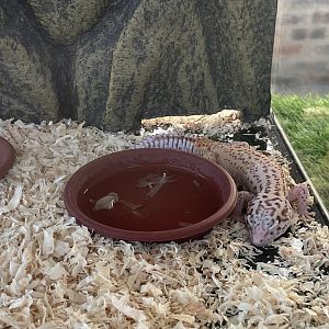 Leopard Gecko