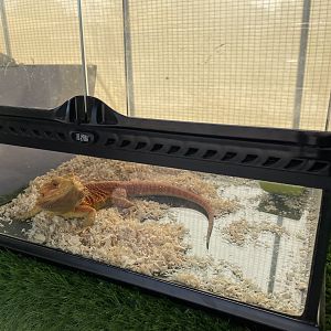 Bearded Dragon