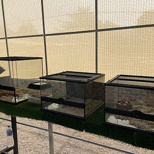 Reptiles Area