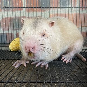 Large Bamboo Rat