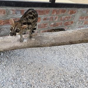 Common Genet