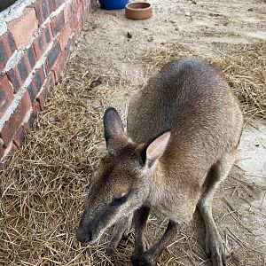 Agile wallaby