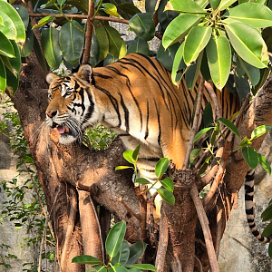 Indochinese tiger Climb a tree