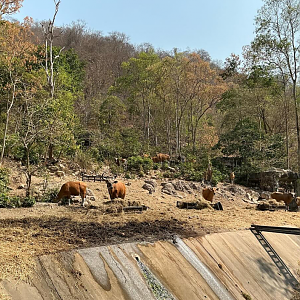 Burmese banteng (During the dry forest period)