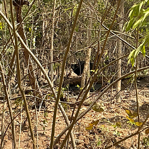 Hubbacki guar (During the dry forest period)