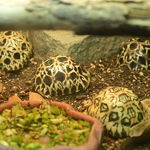 World of Reptiles - Radiated Tortoise (Astrochelys radiata) Young in the Nursury