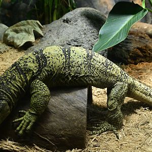 World of Reptiles - Gray's Monitor (Varanus olivaceus)