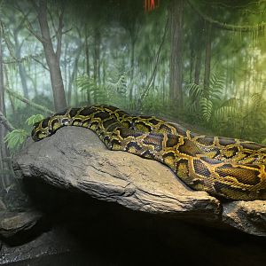 World of Reptiles - Burmese Python (Python bivittatus)