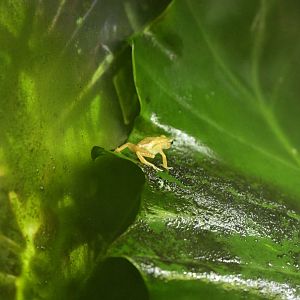 World of Reptiles - Kihansi Spray Toad (Nectophrynoides asperginis)