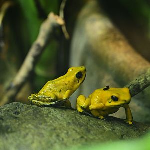 World of Reptiles - Golden Poison Dart Frog (Phyllobates terribilis)