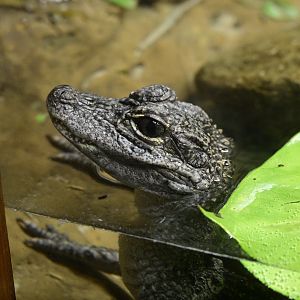 World of Reptiles - Chinese Alligator (Alligator sinensis)