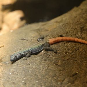 World of Reptiles - Common Flat Lizard (Platysaurus intermedius)