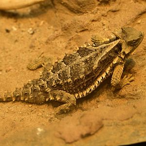 World of Reptiles - Giant Horned Lizard (Phrynosoma asio)
