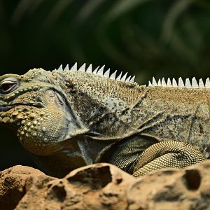 World of Reptiles - Grand Cayman Blue Iguana (Cyclura lewisi)
