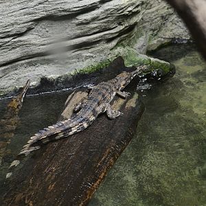 World of Reptiles - False Gharials (Tomistoma schlegelii)